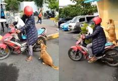 Facebook viral: perritos causan sensación en las redes por viajar como pasajeros en una moto