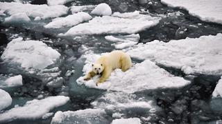 Calor extremo en los polos del planeta: ¿por qué están alarmados los expertos del Ártico y la Antártida?