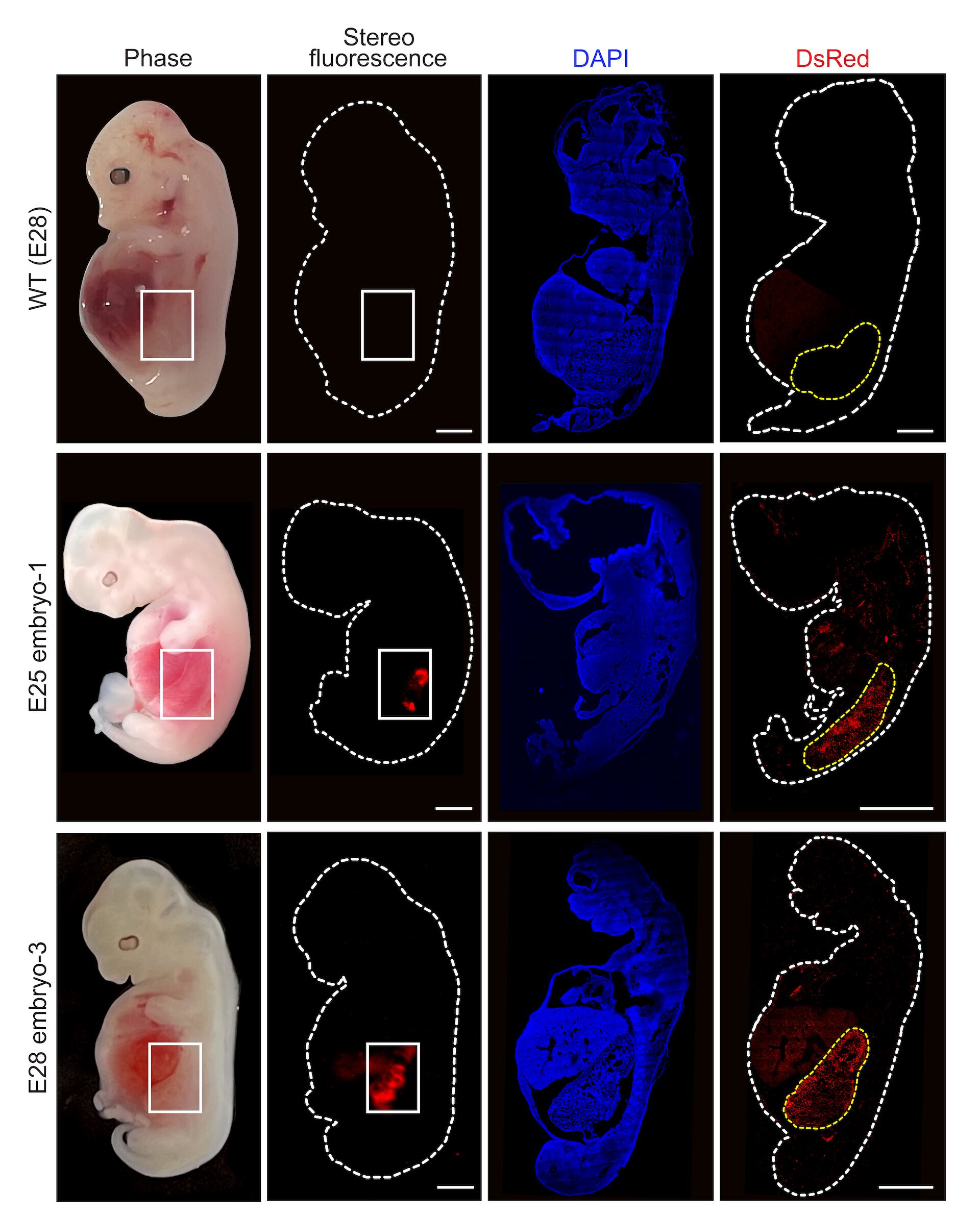Esta figura mustra células renales humanizadas (que aparecen en color rojos florescente) dentro de un embrión comparadas con un embrión de cerdo.