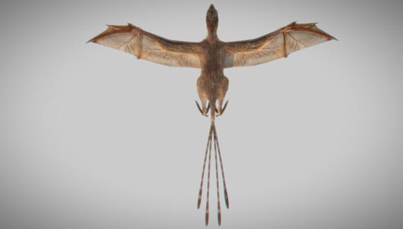 Ambopteryx longibrachium. (Foto: Min Wang, Instituto de Paleontología y Paleoantropología de Vertebrados, Academia China de las Ciencias)