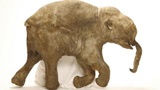 Averiguan la causa de muerte de mamuts al estilo CSI