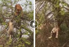Tigre estaba por atrapar a un mono en un árbol pero le pasó lo peor