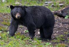 Florida: Autoridades consideran permitir la caza del oso negro