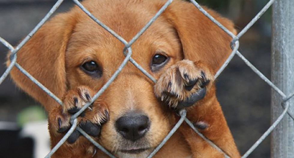 80 mil firmas servirían para aprobar un importante proyecto de ley a favor de los animales. (Foto: Telediario)