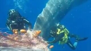 El emotivo rescate de una ballena que quedó atrapada en una red de pesca ilegal en Italia