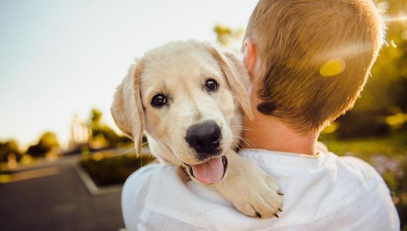 El educador canino Carlos Carrasco asegura que un perro no puede ser tratado como un hijo. (Foto referencial: Pixabay)