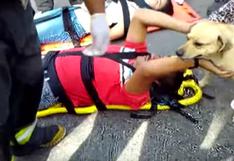 Perro auxilia a su dueño tras sufrir un accidente