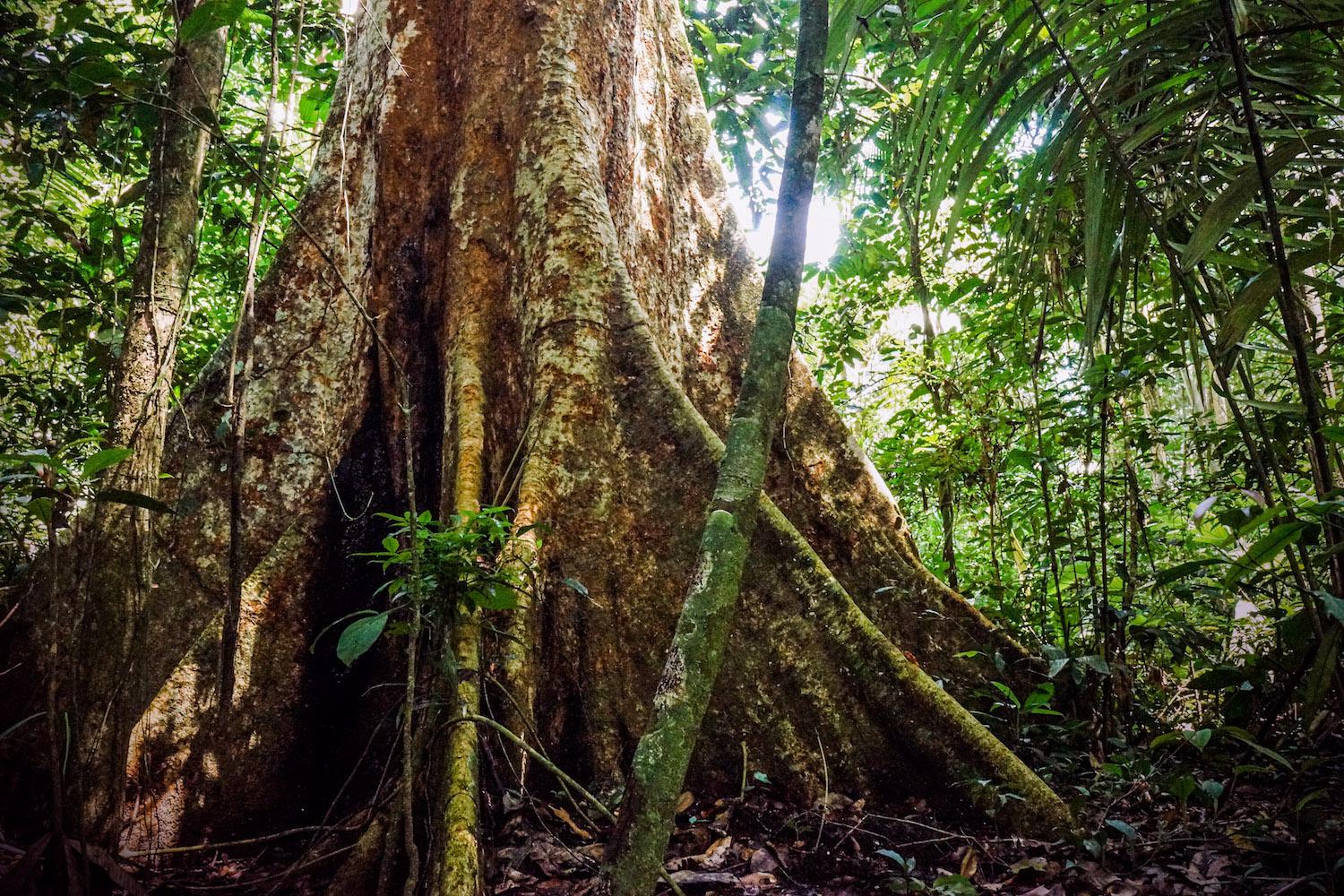 Una de las mayores amenazas para la Amazonía es la tala ilegal de árboles de más de quinientos años de antigüedad. Foto: Leslie Moreno.