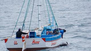 Piura: sancionan a embarcación que realizaba arponeo de delfines