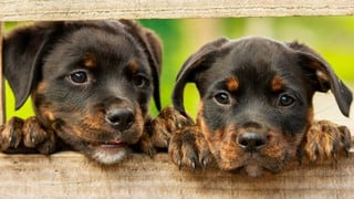 Dos cachorros juguetones vienen cautivando a cientos de cibernautas
