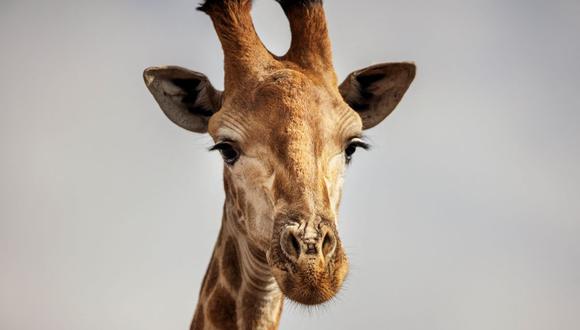 Sudáfrica: una jirafa mata a una bebé de 16 meses en una reserva natural de Kuleni. (Foto referencial, MICHELE SPATARI / AFP).