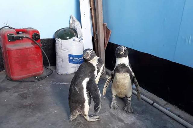 Dos pingüinos de Humboldt fueron encontrados deambulando por una acequia en la zona de Tangay Medio, en el distrito de Nuevo Chimbote (Foto: Serenazgo Nuevo Chimbote)