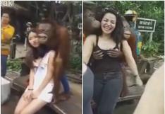 Dos turistas fueron "víctimas" de apasionados orangutanes 
