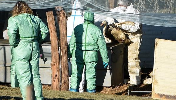 Un pato que será sacrificado debido al brote de gripe aviar que comenzó a fines de noviembre es retirado de una granja en Lohitzun-Oyhercq, suroeste de Francia, el 27 de enero de 2022. (Foto referencial:  GAIZKA IROZ / AFP)