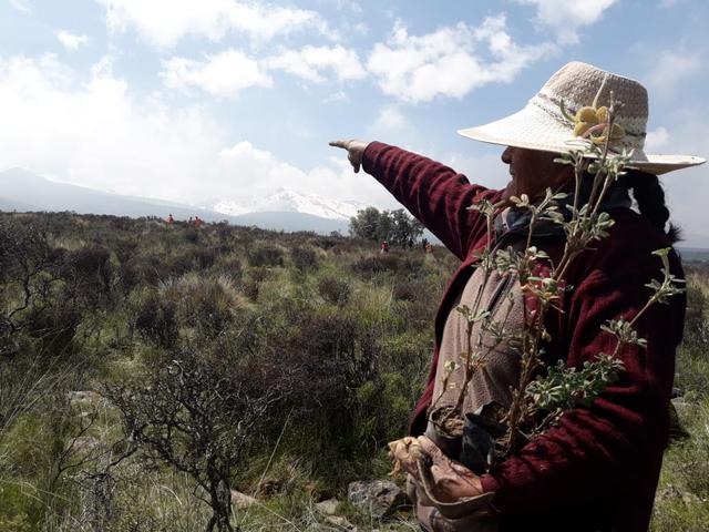 Veinticinco comuneros de Caccayaco fueron a plantar los queñuales para reparar la depredación que hicieron sus antepasados (Foto: Zenaida Condori).