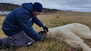 Oso polar buscó ayuda para que humanos le sacaran una lata de la boca