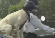 YouTube: el perro motociclista con casco que es viral en Internet (VIDEO)