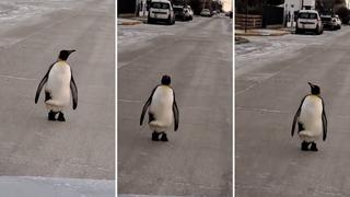 Captan a pingüino caminando por las calles de Tierra del Fuego y sorprende a los vecinos