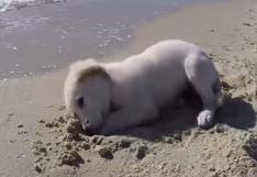 WUF: cachorro se llevó un inesperado disgusto mientras jugaba en la playa
