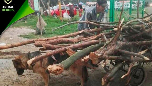 Este perro de raza pastor alemán es buscado intensamente en el Estado de México tras difundirse la fotografía en que se le ve siendo utilizado como animal de carga.| Foto: @_AnimalHeroes_/Twitter.