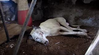 Hermosa recuperación de perro abandonado e inválido