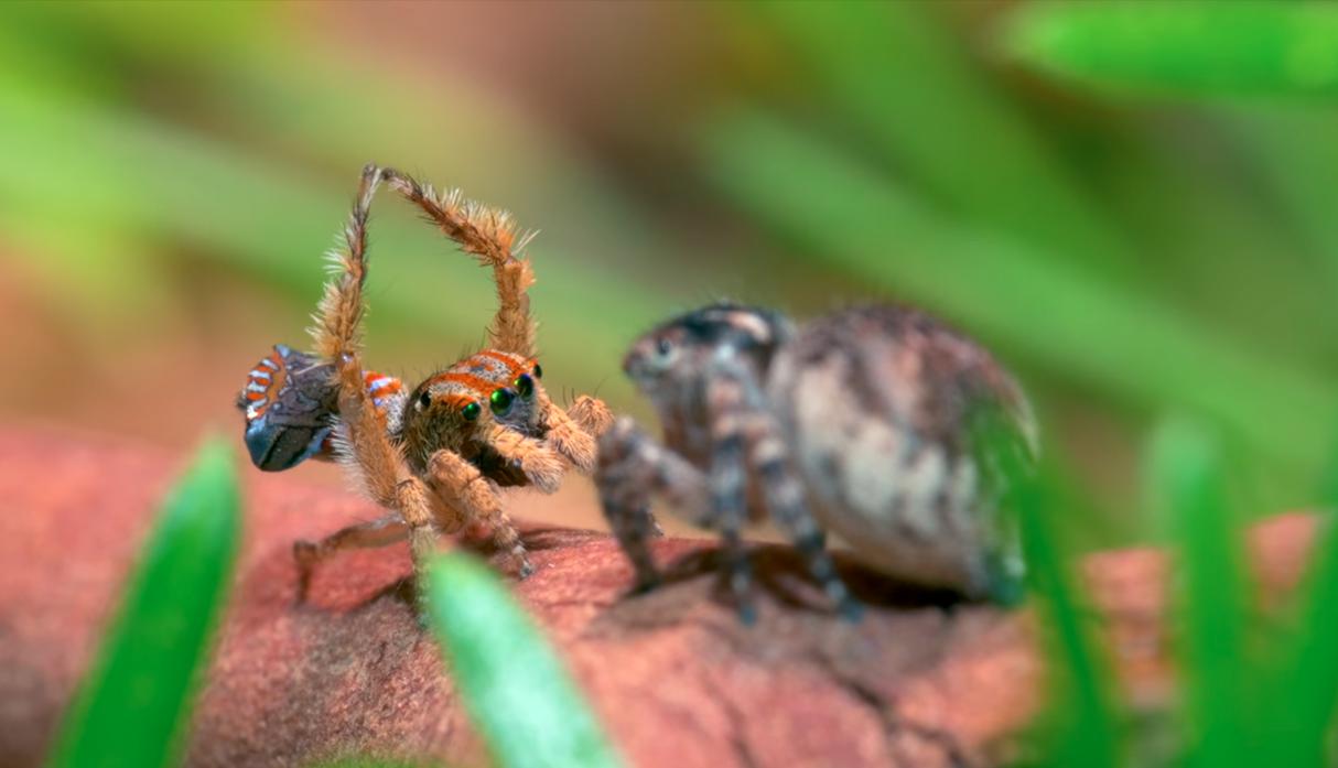 Daltónico se entera que descubrió una nueva especie de araña tras compartir video en YouTube. (Foto: Peacockspiderman)