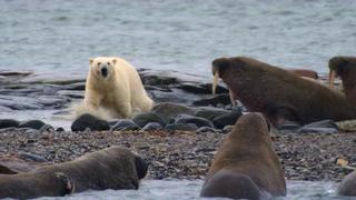 Una misión para salvar a las morsas y osos polares del ártico ruso