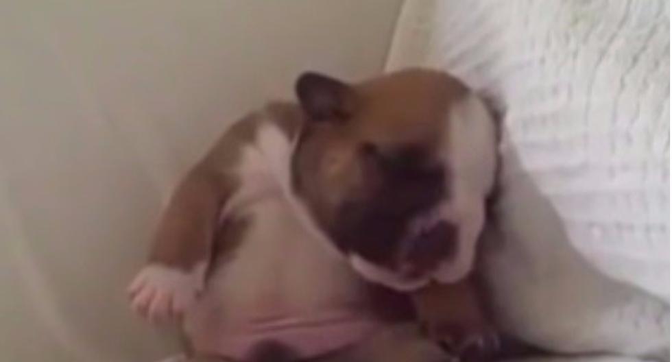 YouTube: Este tierno cachorro no solo te robará mucho amor, también te robará el sueño. (Foto: Video)