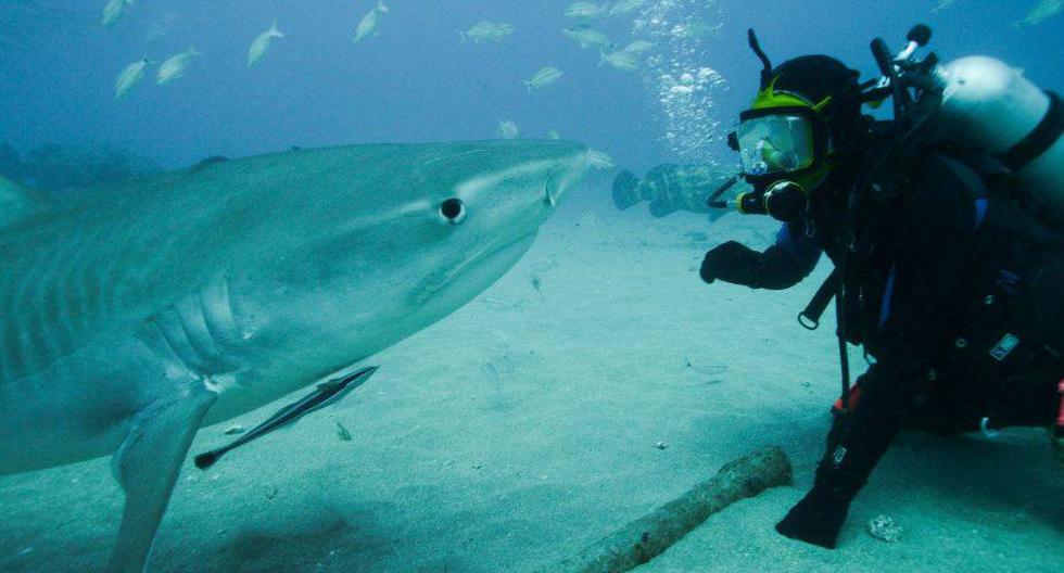 Septiembre es el mes de los tiburones (Foto: Discovery Channel)