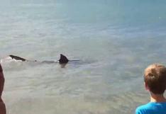 YouTube: Tiburón siguió hasta la orilla a los bañistas