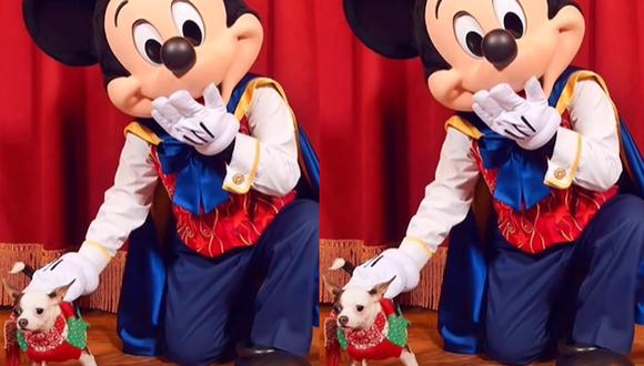 Perro se vuelve viral por su viaje a Disney. (Foto: Captura/dogmompe)