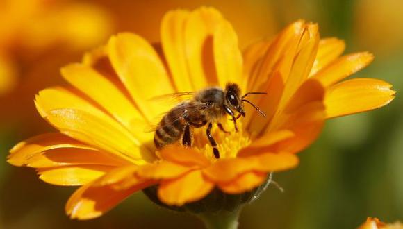 EE.UU.: reeducción del número de abejas amenaza cultivos