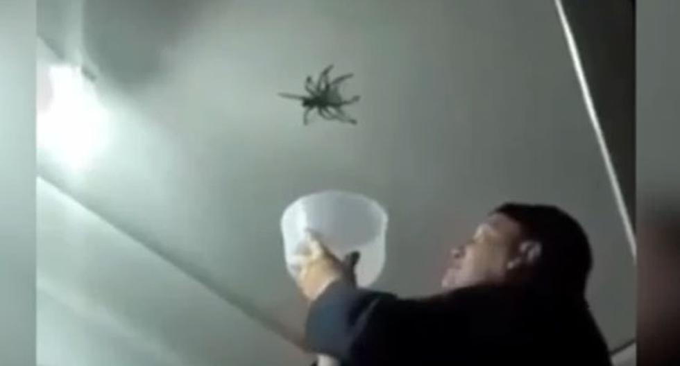 El intento por capturar a esta araña tuvo un final inesperado. (Foto: Facebook)
