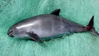 Científicos desesperados por salvar a la vaquita marina