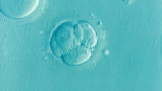 ¿Por qué los científicos quieren cultivar embriones humanos en el laboratorio por más tiempo?