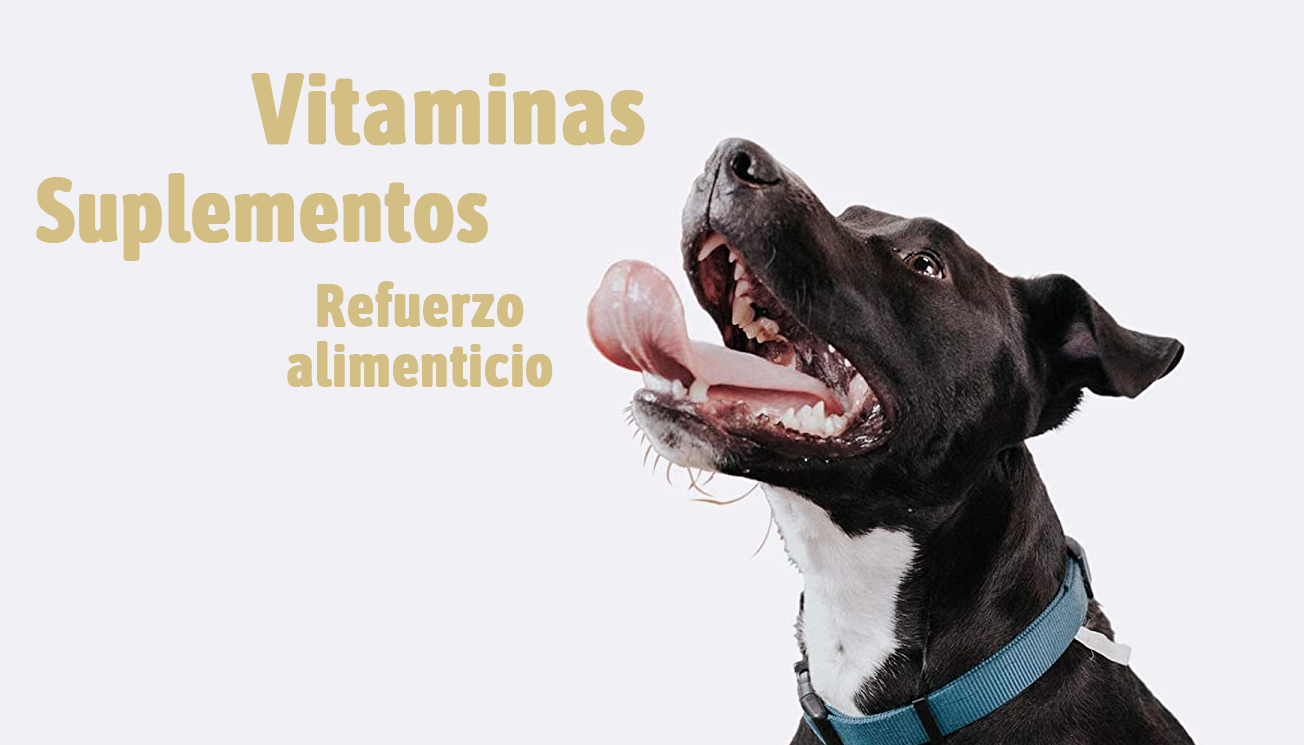 Vitaminas para mascotas: elige el mejor suplemento vitamínico para tu engreído