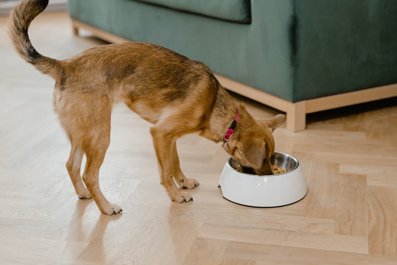 Buscas la mejor comida para perros 2024 en Perú; guía de compra